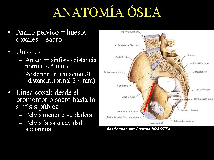 ANATOMÍA ÓSEA • Anillo pélvico = huesos coxales + sacro • Uniones: – Anterior: