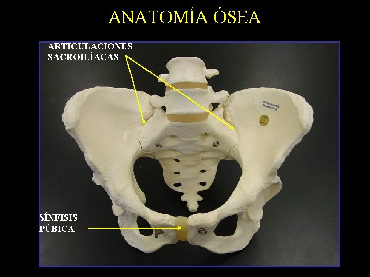 ANATOMÍA ÓSEA ARTICULACIONES SACROILÍACAS SÍNFISIS PÚBICA 