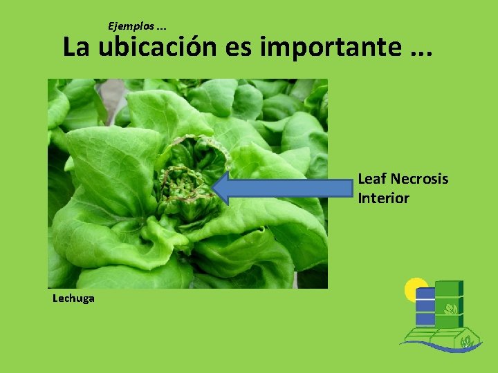 Ejemplos. . . La ubicación es importante. . . Leaf Necrosis Interior Lechuga 