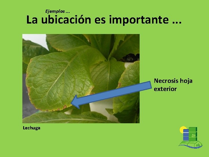 Ejemplos. . . La ubicación es importante. . . Necrosis hoja exterior Lechuga 