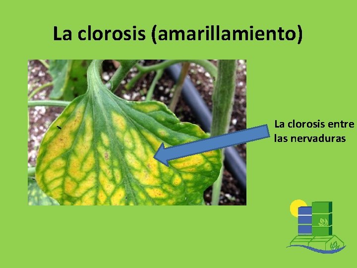La clorosis (amarillamiento) La clorosis entre las nervaduras 