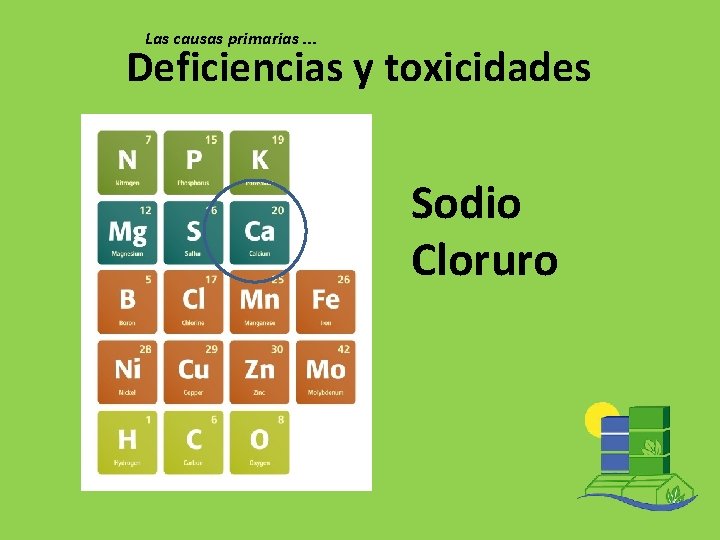 Las causas primarias. . . Deficiencias y toxicidades Sodio Cloruro 