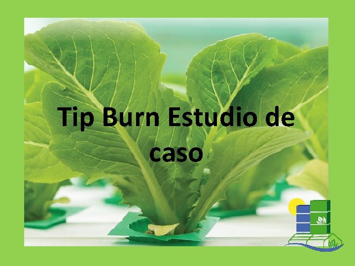 Tip Burn Estudio de caso 