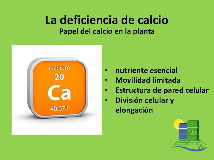 La deficiencia de calcio Papel del calcio en la planta • • nutriente esencial