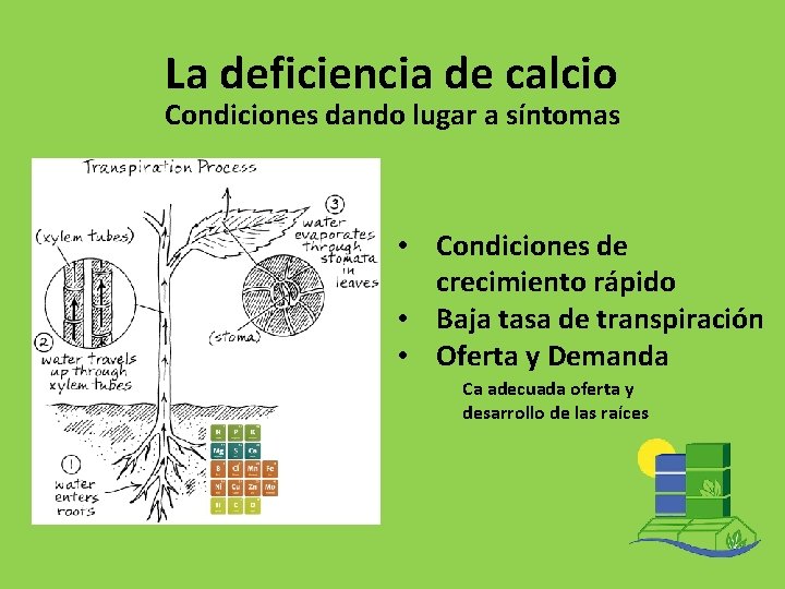 La deficiencia de calcio Condiciones dando lugar a síntomas • Condiciones de crecimiento rápido