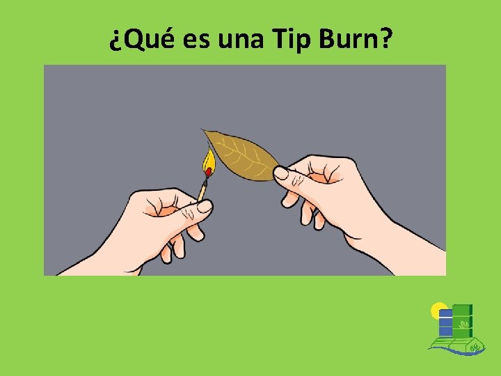 ¿Qué es una Tip Burn? 