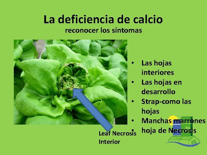 La deficiencia de calcio reconocer los síntomas • Las hojas interiores • Las hojas