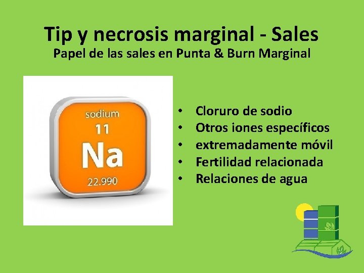 Tip y necrosis marginal - Sales Papel de las sales en Punta & Burn