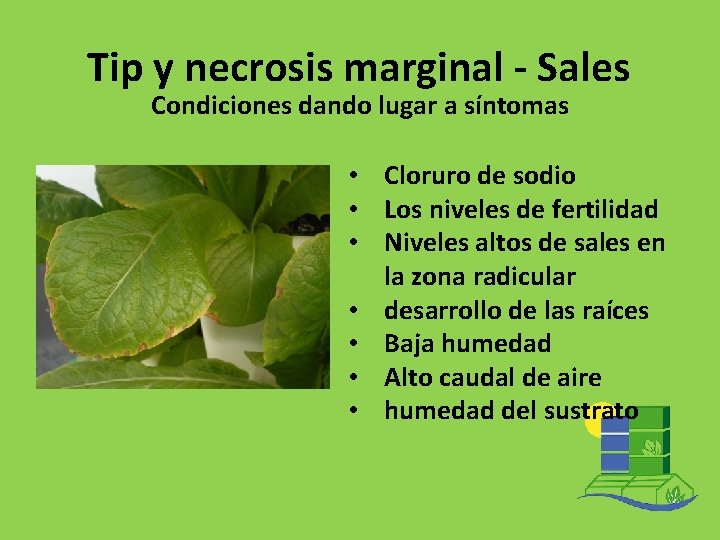 Tip y necrosis marginal - Sales Condiciones dando lugar a síntomas • Cloruro de