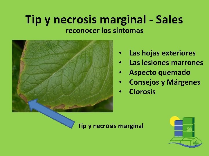 Tip y necrosis marginal - Sales reconocer los síntomas • • • Las hojas