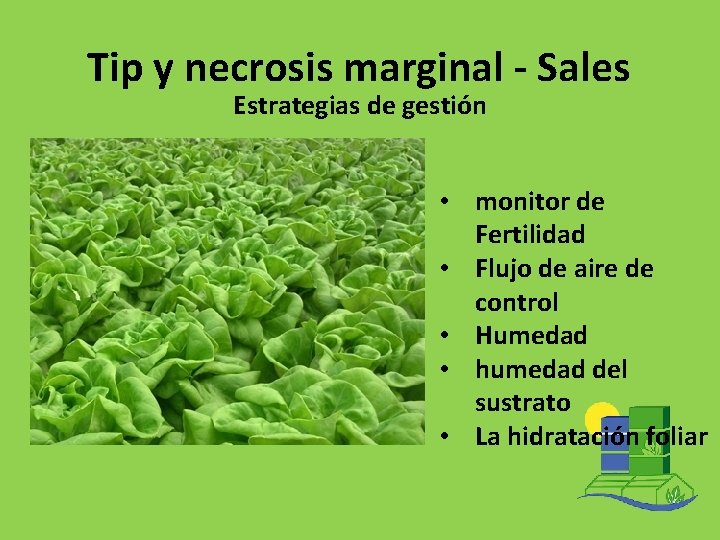 Tip y necrosis marginal - Sales Estrategias de gestión • monitor de Fertilidad •