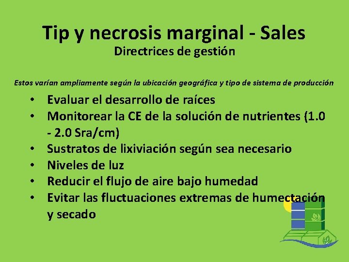 Tip y necrosis marginal - Sales Directrices de gestión Estos varían ampliamente según la