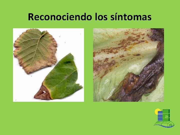 Reconociendo los síntomas 