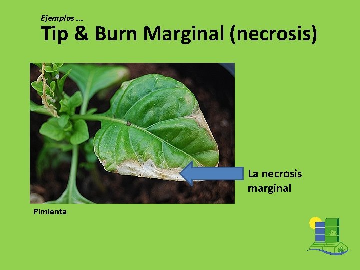 Ejemplos. . . Tip & Burn Marginal (necrosis) La necrosis marginal Pimienta 