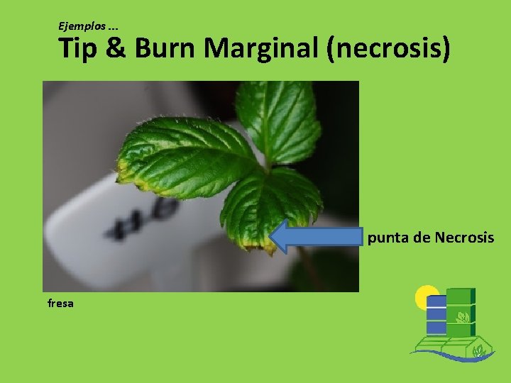 Ejemplos. . . Tip & Burn Marginal (necrosis) punta de Necrosis fresa 