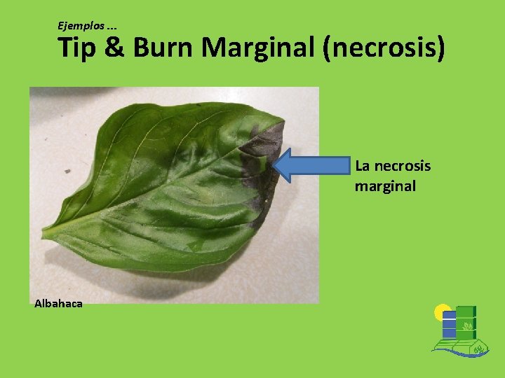 Ejemplos. . . Tip & Burn Marginal (necrosis) La necrosis marginal Albahaca 