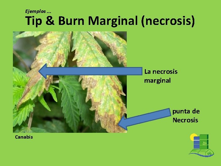 Ejemplos. . . Tip & Burn Marginal (necrosis) La necrosis marginal punta de Necrosis