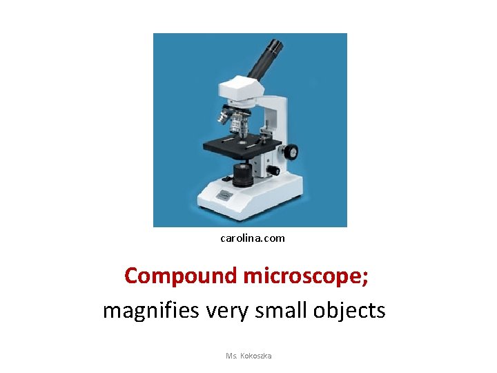 carolina. com Compound microscope; magnifies very small objects Ms. Kokoszka 