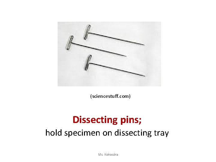 (sciencestuff. com) Dissecting pins; hold specimen on dissecting tray Ms. Kokoszka 