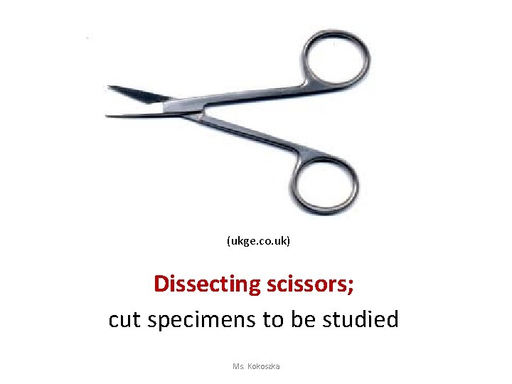 (ukge. co. uk) Dissecting scissors; cut specimens to be studied Ms. Kokoszka 