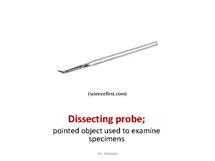 (sciencefirst. com) Dissecting probe; pointed object used to examine specimens Ms. Kokoszka 