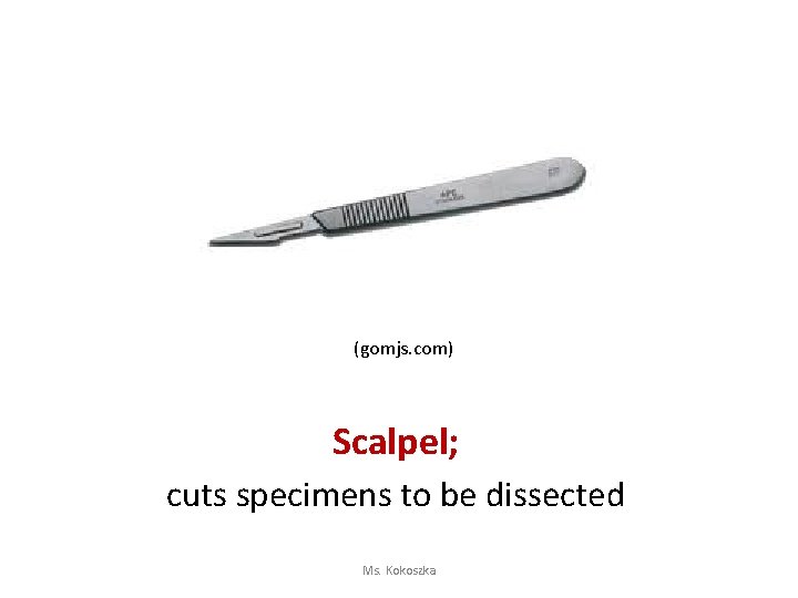 (gomjs. com) Scalpel; cuts specimens to be dissected Ms. Kokoszka 