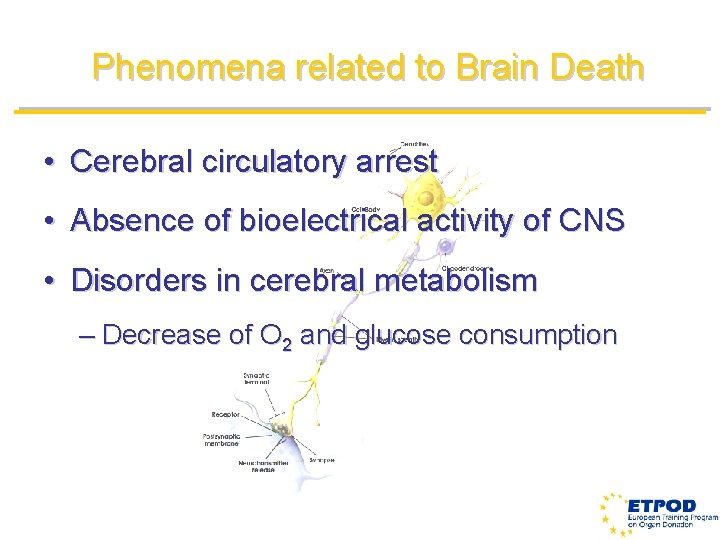 Phenomena related to Brain Death • Cerebral circulatory arrest • Absence of bioelectrical activity