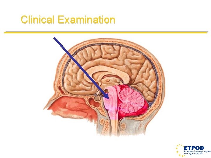 Clinical Examination 