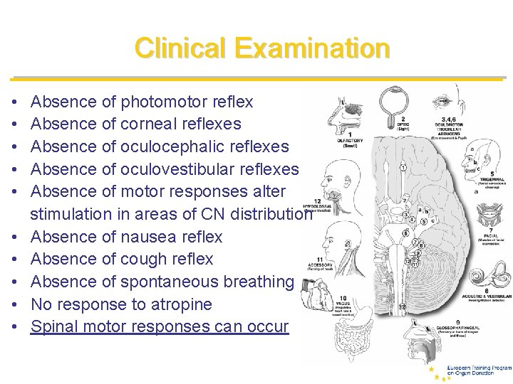 Clinical Examination • • • Absence of photomotor reflex Absence of corneal reflexes Absence