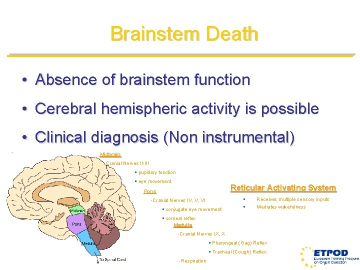 Brainstem Death • Absence of brainstem function • Cerebral hemispheric activity is possible •
