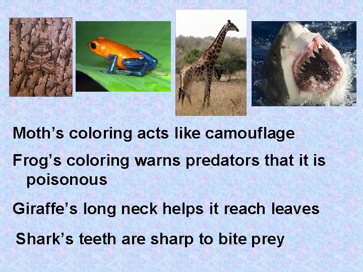 Moth’s coloring acts like camouflage Frog’s coloring warns predators that it is poisonous Giraffe’s