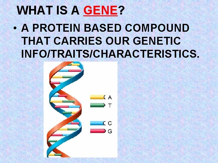 WHAT IS A GENE? • A PROTEIN BASED COMPOUND THAT CARRIES OUR GENETIC INFO/TRAITS/CHARACTERISTICS.