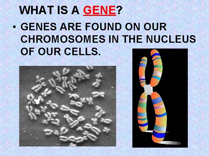 WHAT IS A GENE? • GENES ARE FOUND ON OUR CHROMOSOMES IN THE NUCLEUS