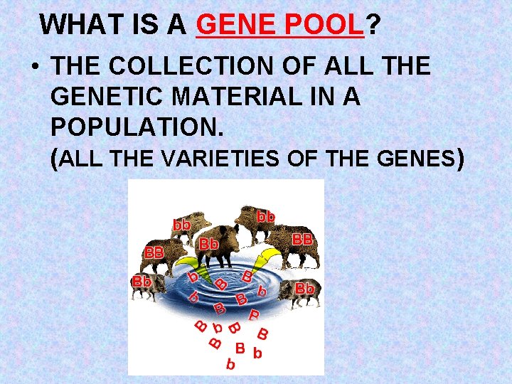 WHAT IS A GENE POOL? • THE COLLECTION OF ALL THE GENETIC MATERIAL IN