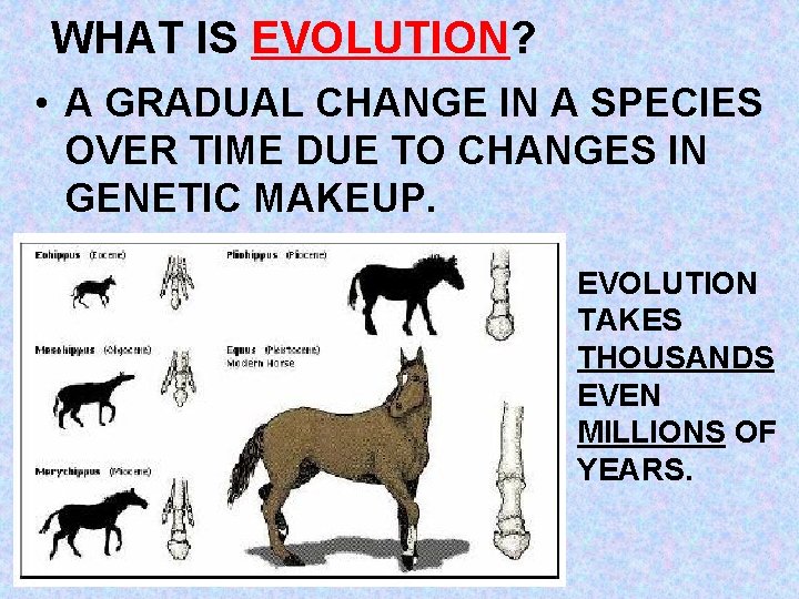 WHAT IS EVOLUTION? • A GRADUAL CHANGE IN A SPECIES OVER TIME DUE TO