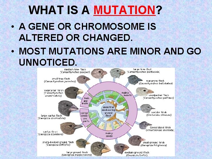 WHAT IS A MUTATION? • A GENE OR CHROMOSOME IS ALTERED OR CHANGED. •
