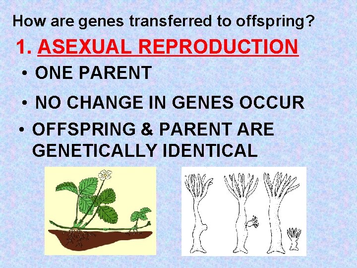 How are genes transferred to offspring? 1. ASEXUAL REPRODUCTION • ONE PARENT • NO
