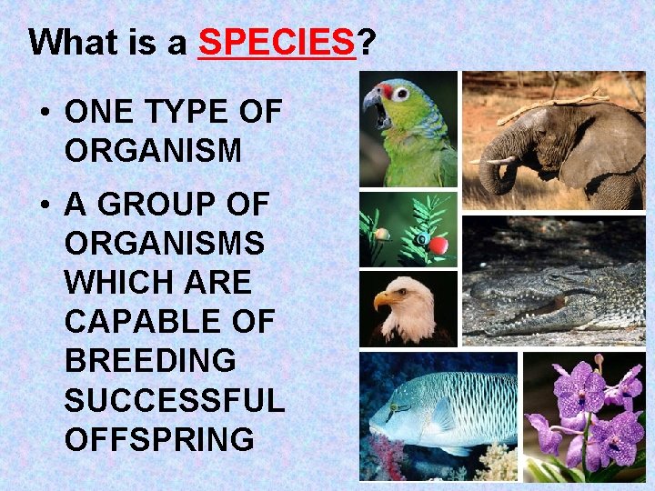 What is a SPECIES? • ONE TYPE OF ORGANISM • A GROUP OF ORGANISMS