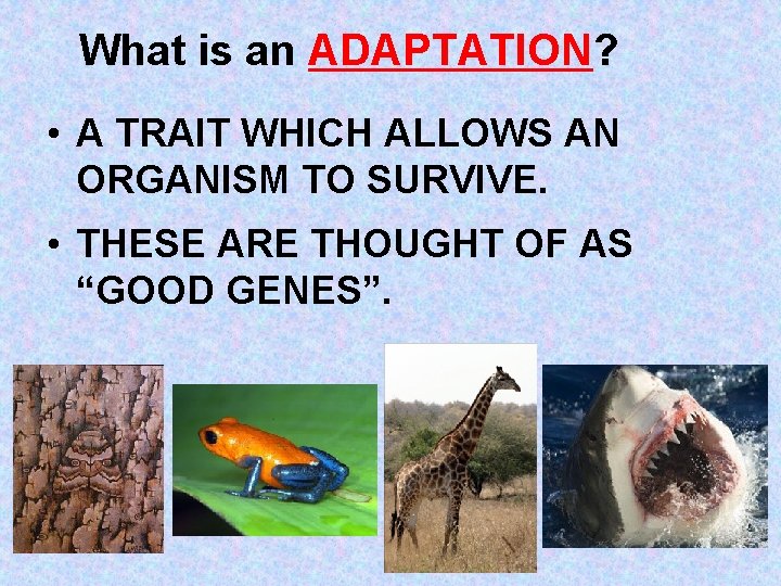 What is an ADAPTATION? • A TRAIT WHICH ALLOWS AN ORGANISM TO SURVIVE. •