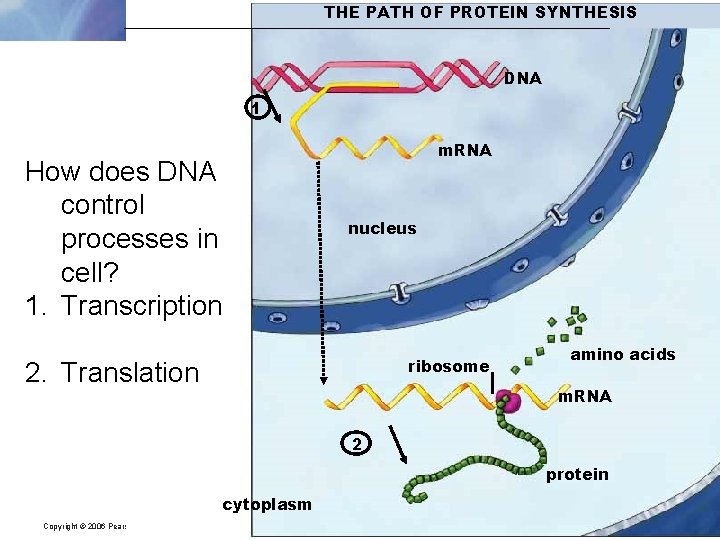 THE PATH OF PROTEIN SYNTHESIS DNA 1 How does DNA control processes in cell?