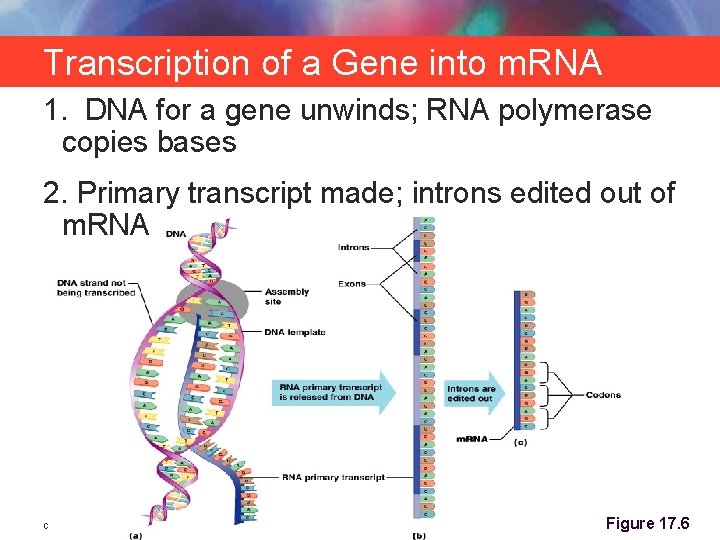 Transcription of a Gene into m. RNA 1. DNA for a gene unwinds; RNA