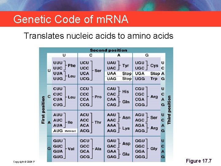 Genetic Code of m. RNA Translates nucleic acids to amino acids Copyright © 2006