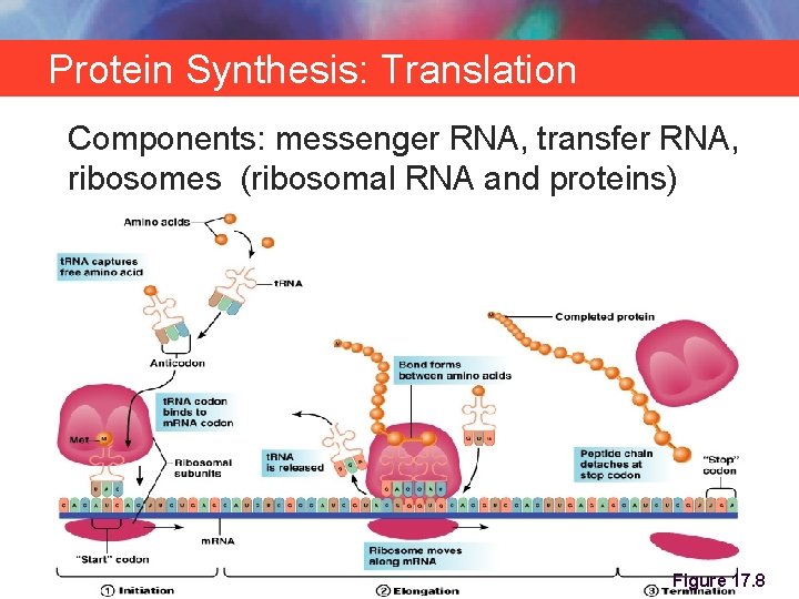 Protein Synthesis: Translation Components: messenger RNA, transfer RNA, ribosomes (ribosomal RNA and proteins) Copyright