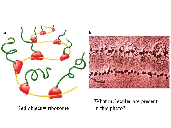 b a Red object = ribosome Copyright © 2006 Pearson Education, Inc. publishing as