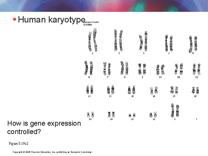 § Human karyotype How is gene expression controlled? Figure 8. 19 x 2 Copyright