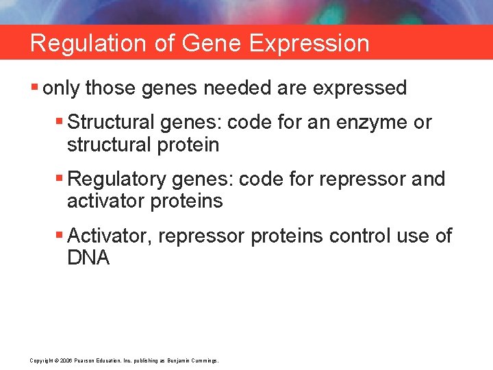 Regulation of Gene Expression § only those genes needed are expressed § Structural genes: