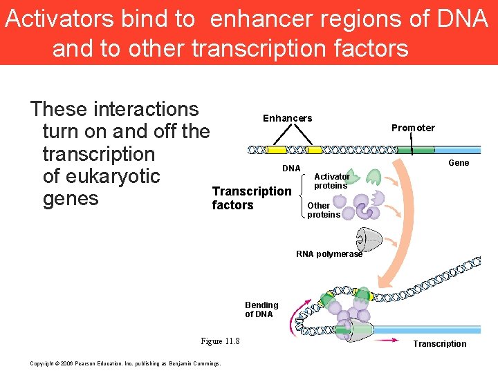 Activators bind to enhancer regions of DNA and to other transcription factors These interactions