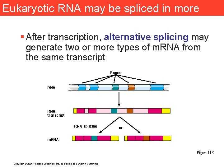 Eukaryotic RNA may be spliced in more than one way § After transcription, alternative