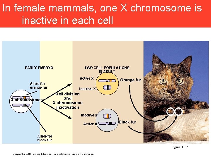 In female mammals, one X chromosome is inactive in each cell EARLY EMBRYO TWO