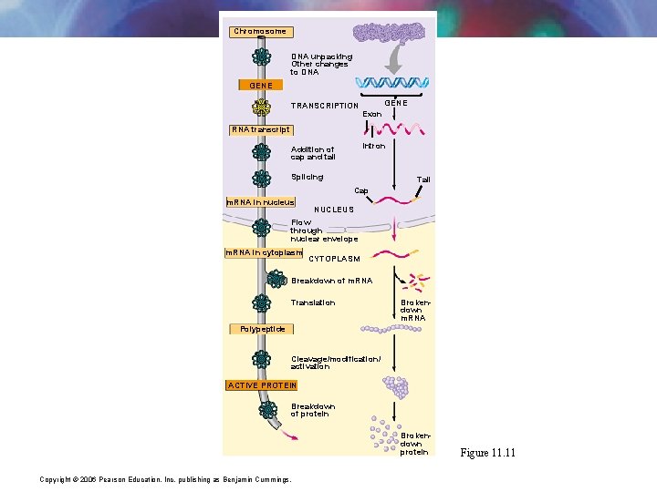 Chromosome DNA unpacking Other changes to DNA GENE TRANSCRIPTION GENE Exon RNA transcript Intron